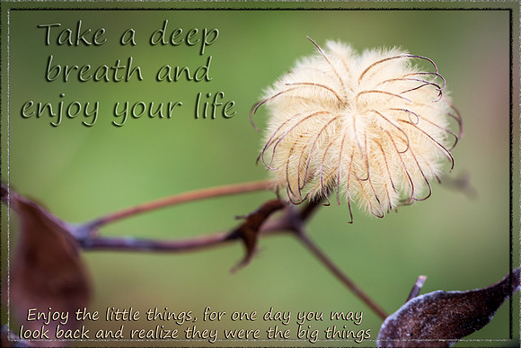 Enjoy Life