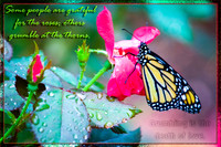 _MG_4098-Edit