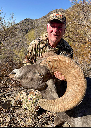 Bob Wilson - Mexican Desert Bighorn Sheep