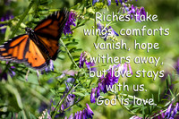butterfly riches