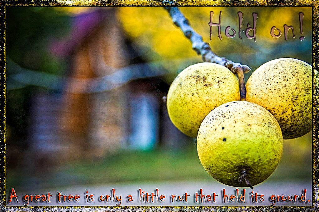 Hold Your Ground