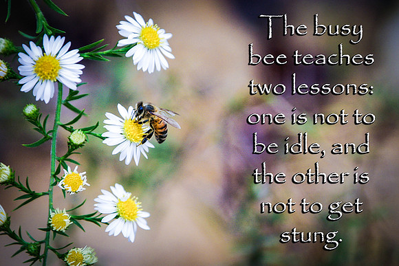 Busy Bee
