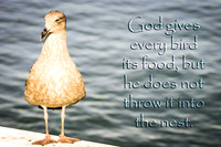 Every Bird