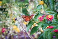 happiness butterfly