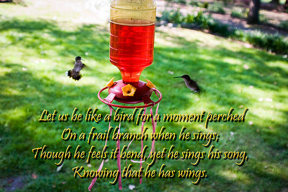 Like the Bird