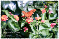 beauty butterfly