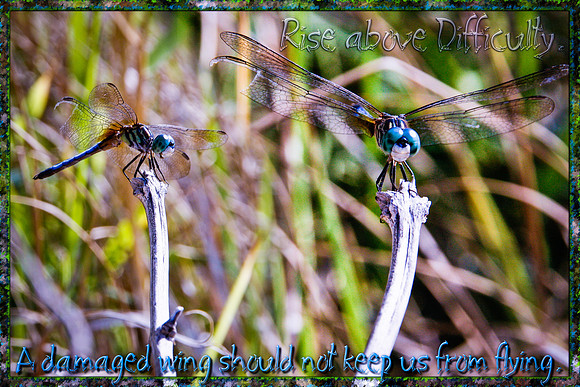 Dragon Flys