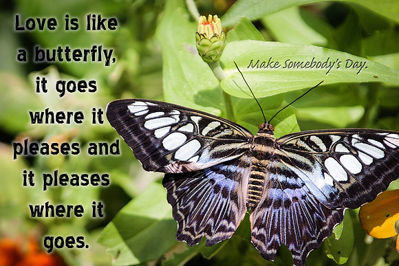 Love like a butterfly