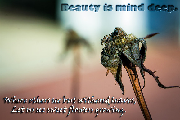 faded flower