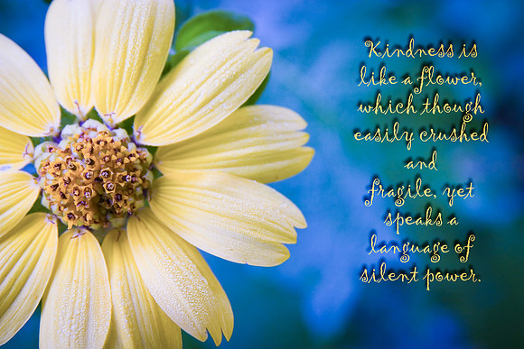 yellow flower Kindness