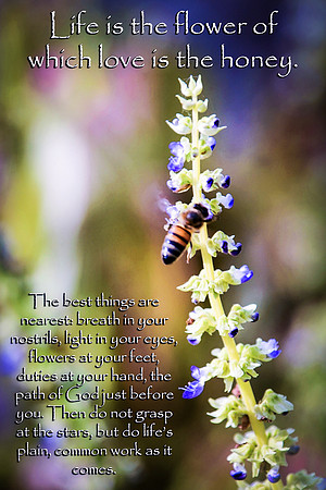 Bee2