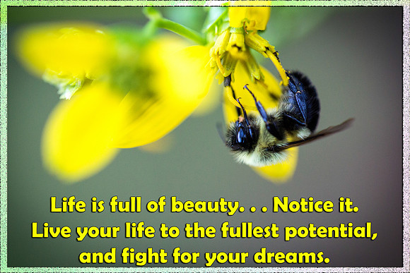 Fight for your dreams