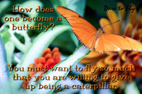 Dare to Fly