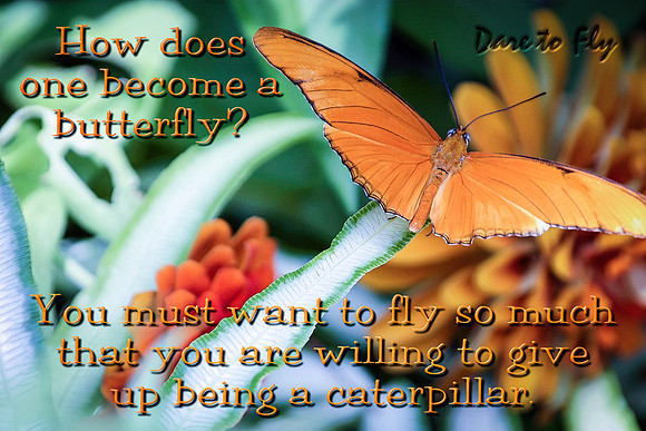 Dare to Fly