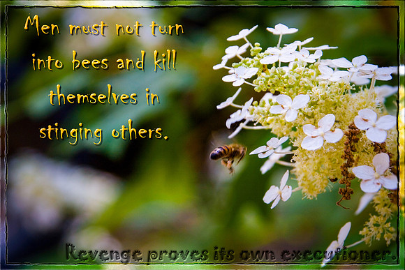Do not be like the Bee