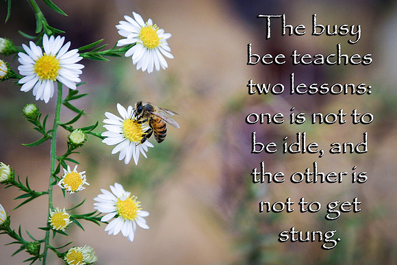 Busy Bee