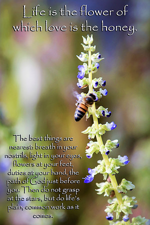 Bee2